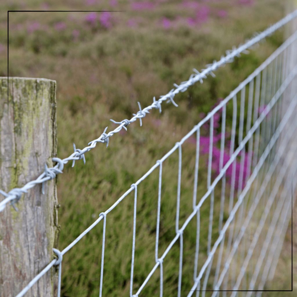Barbed fence in a field of flowers